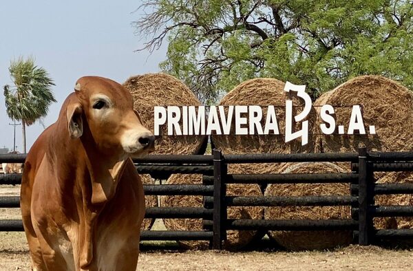 Ferusa remata Brahman, Senepol y Senangus de Primavera 43, este lunes