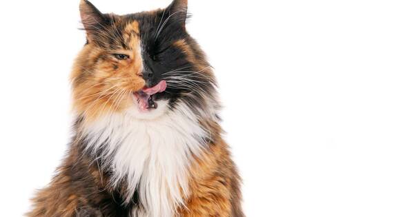 La Nación / Estudio afirmó que los gatos tienen personalidad, ¿cuáles son?