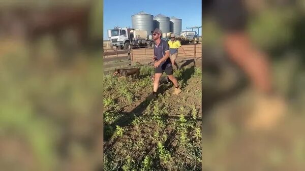 Un bulldog francés provoca el caos en una granja trabajando como ‘perro pastor’ - Mascotas - ABC Color