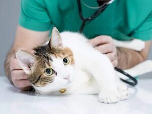 Mascotas: Los gatos y sus cuidados - Mascotas - ABC Color
