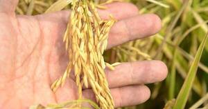 La Nación / El principal destino del arroz es Brasil