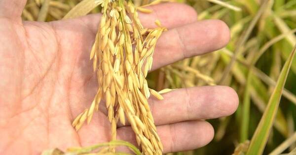 La Nación / El principal destino del arroz es Brasil
