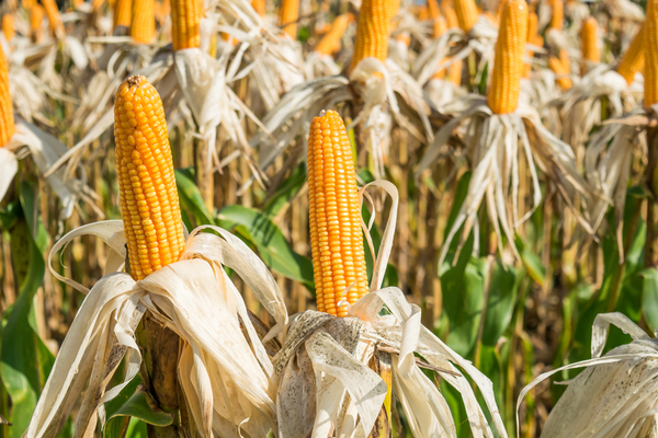 Exportaciones de maíz siguen cayendo y alcanzan el 25 % durante este año