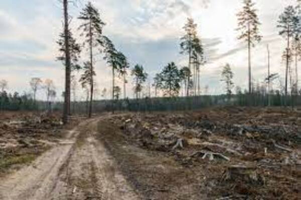 Deforestar tiene un alto costo - El Independiente