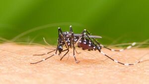 Salud advierte sobre crítica epidemia por dengue hemorrágico en verano y faltarán vacunas