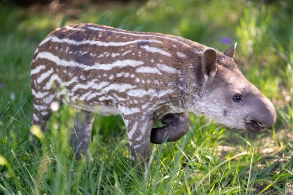 Logran tercera reproducción exitosa de tapir en el Refugio Faunístico Atinguy - El Independiente