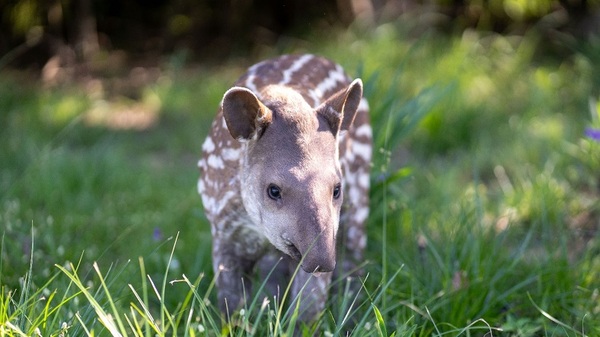 ¡Hermoso! Nace el tercer tapir en Atinguy - Noticias Paraguay
