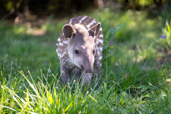 Logran tercera reproducción exitosa de tapir en refugio de Yacyretá - Unicanal