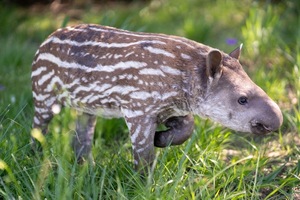 Refugio de Yacyretá: nació el tercer tapir en cautiverio - trece