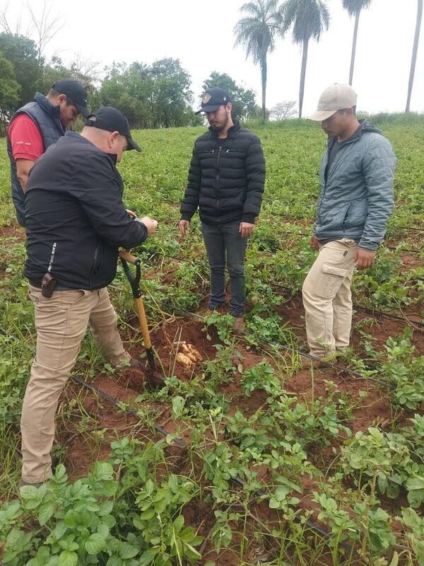 Paraguarí: altas temperaturas pone en riesgo cultivos agrícolas - Nacionales - ABC Color