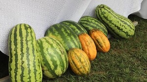 Productores de sandía de Mbatoví esperan colocar toda su producción