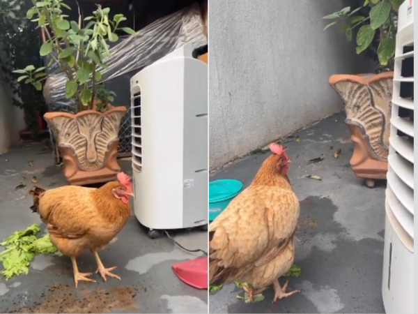 (VIDEO). ¡Otro level! Hortensia, la gallina de Laurys Dyva, ya tiene su aire portátil