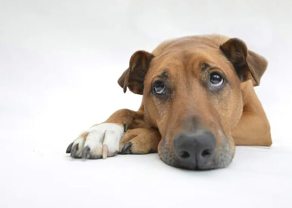 Cómo prevenir el para virus del moquillo canino - Mascotas - ABC Color