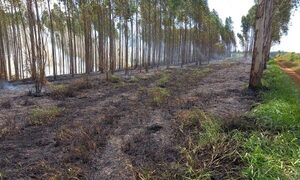 Incendio consume eucaliptal