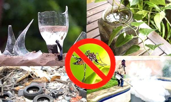 Senepa insiste en eliminar criaderos de mosquitos ante amenaza del DEN-3
