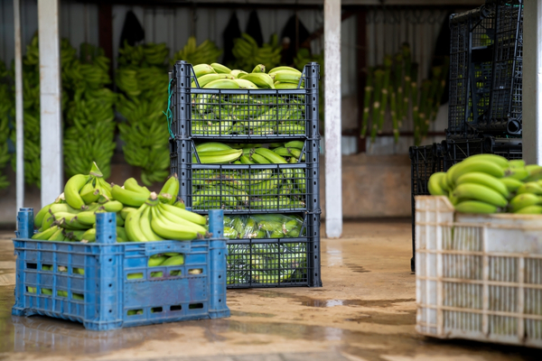 Paraguay presentará proyectos sobre lácteos y producción de banana en Italia