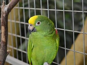Animales silvestres: ¿cuánto cuesta legalizar la tenencia? - Nacionales - ABC Color
