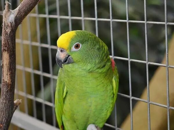 Animales silvestres: ¿cuánto cuesta legalizar la tenencia? - Nacionales - ABC Color