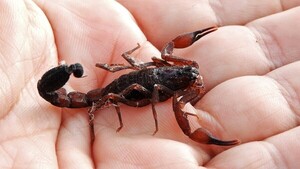 ¡Cuidado con los alacranes! El calor y la humedad hacen que salgan de sus escondites