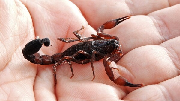 ¡Cuidado con los alacranes! El calor y la humedad hacen que salgan de sus escondites