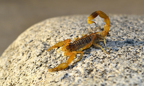 ¡Cuidado con los alacranes! El calor y la humedad hacen que salgan de sus escondites y su picadura puede llegar a ser mortal