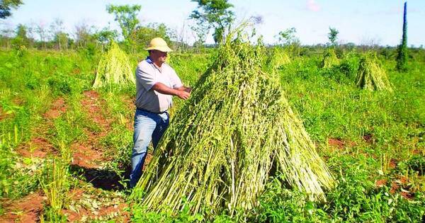 La Nación / Sequía en Concepción azota a cultivos de sésamo