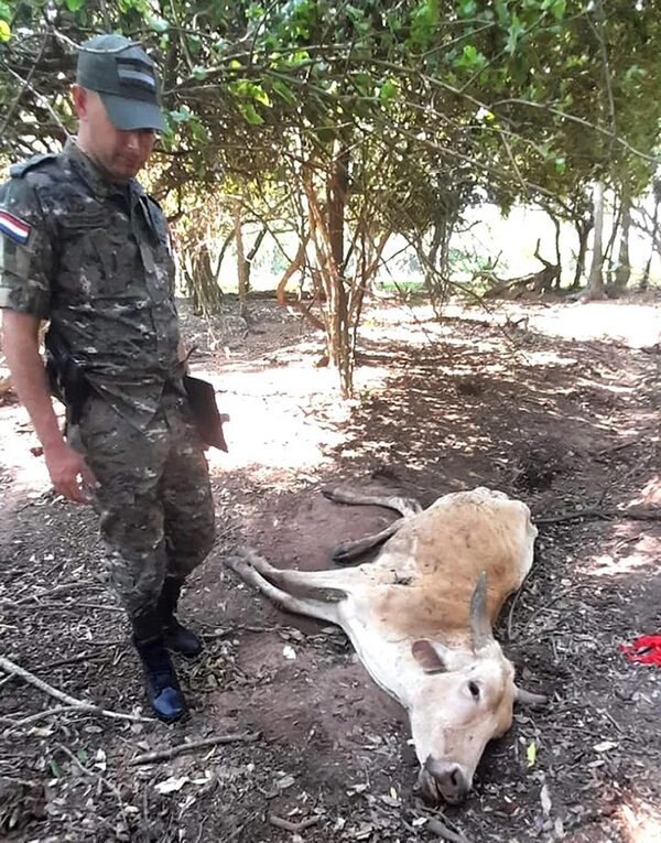 Paraguarí: hace más de 30 años que abigeato golpea a ganaderos, porque cuatreros gozan de impunidad - Policiales - ABC Color