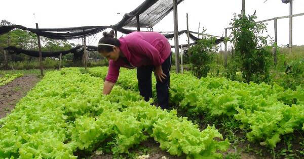 La Nación / Agricultoras ocuparon el 37 % de la fuerza productiva en 2022
