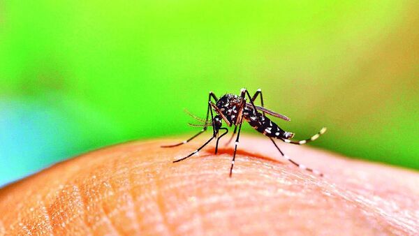 Infectarán al Aedes aegypti con bacteria para evitar enfermedades en Foz de Iguazú