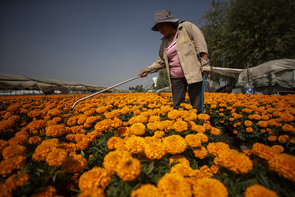 Producción de flor de cempasúchil en México incrementará a 2.448 hectáreas en 2023 - MarketData