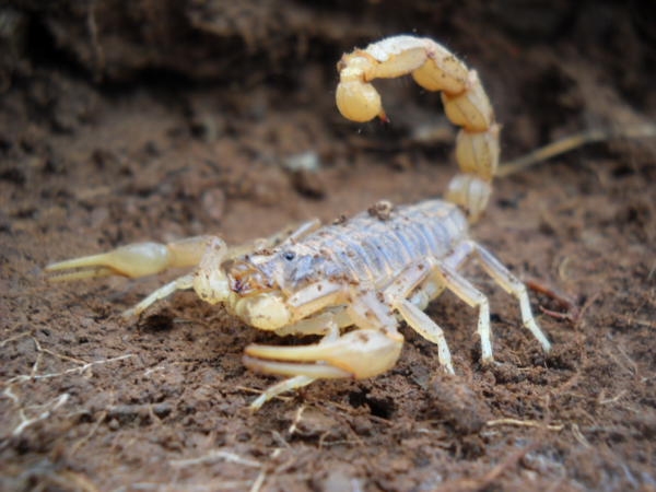 Recomiendan evitar andar descalzos ante inicio de temporada alta de alacranes