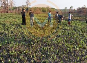 Restos óseos hallados en Amambay serán analizados en Asunción · Radio Monumental 1080 AM