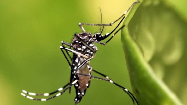 Circulación de dengue grave en Argentina y Brasil agudiza pronóstico de epidemia local - Noticias Paraguay