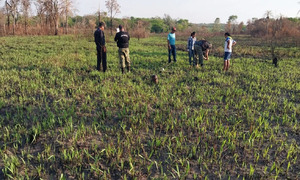 Restos óseos hallados en Bella Vista Norte podría tratarse de una mujer, según forense.