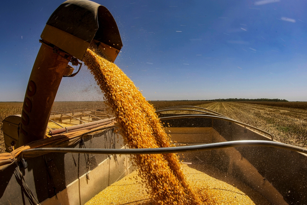 El Clima y el Informe del USDA Revirtieron la Tendencia en los Precios de Granos