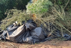 Fueron incinerados más de 1.000 kilos de supuesta marihuana en Curuguaty