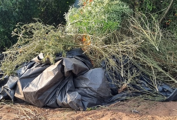 Fueron incinerados más de 1.000 kilos de supuesta marihuana en Curuguaty