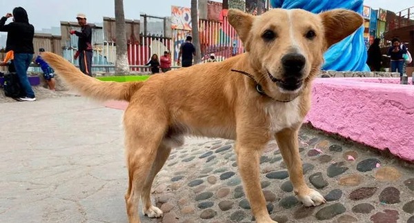 Deportan a "Oso" el perrito que ingresó "de mojado" a los EEUU