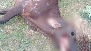 Encuentran a vacas sin ojos, lengua ni tripas: culpan a Malavisión