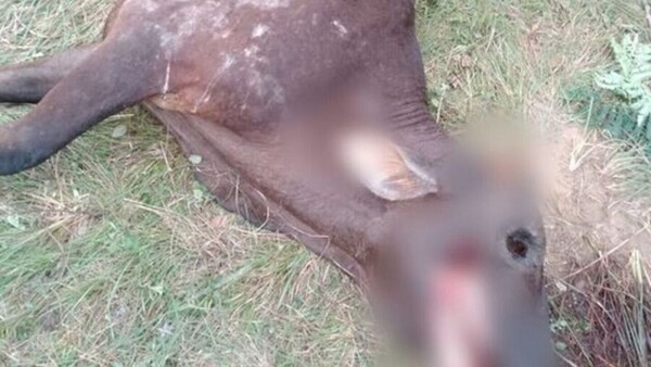 Encuentran a vacas sin ojos, lengua ni tripas: culpan a Malavisión