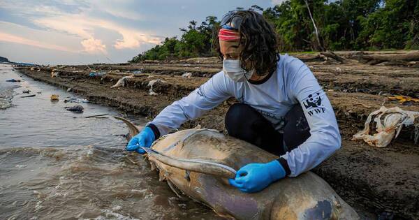La Nación / Sequía mata 153 delfines en Amazonía brasileña