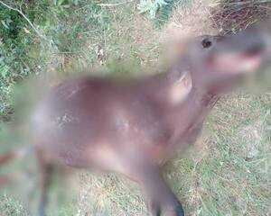 Se armó el ñembo’e en una granja para espantar a ¡Malavisión!