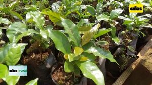 Video: preparación de plantines de café antes de llevarlo al lugar definitivo - ABC Rural - ABC Color