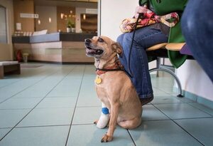 El cáncer en animales tiene a menudo buenas posibilidades de tratamiento - Mascotas - ABC Color