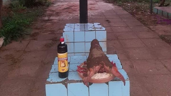 “Ofrenda” de kure akãngue y chupi llamó la atención en el cementerio de Itá