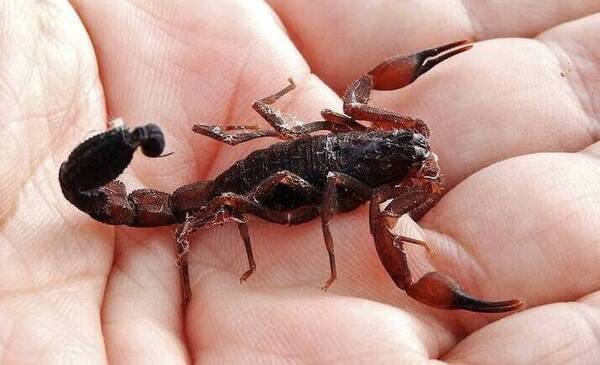 ¡Tristeza! Falleció el pequeño que fue picado por un alacrán