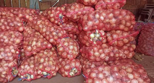 Realizaron jornada de campo sobre manejo de papa y cebolla en Paraguarí