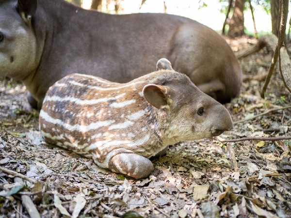 Nació una bella tapir en reserva de Yacyretá - La Tribuna