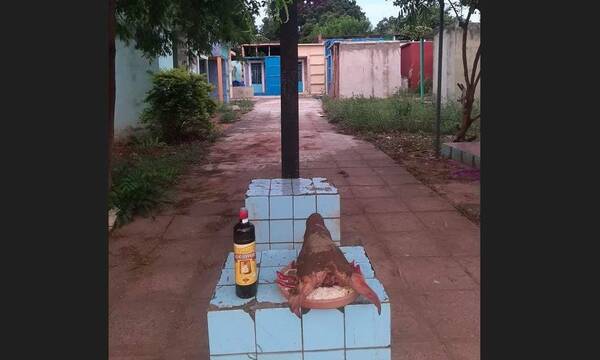 Dejaron cabeza de chancho en cementerio y ¡terminó en una parrilla!