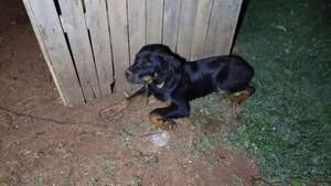 Capturan a gavilla sospechosa de secuestro y hasta robo de perros en Alto Paraná